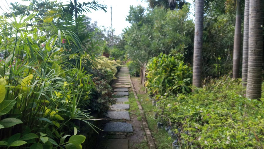 uber-sari-kertalangu-landscape-contractor-bali-nursery-bali-gallery (5).jpg